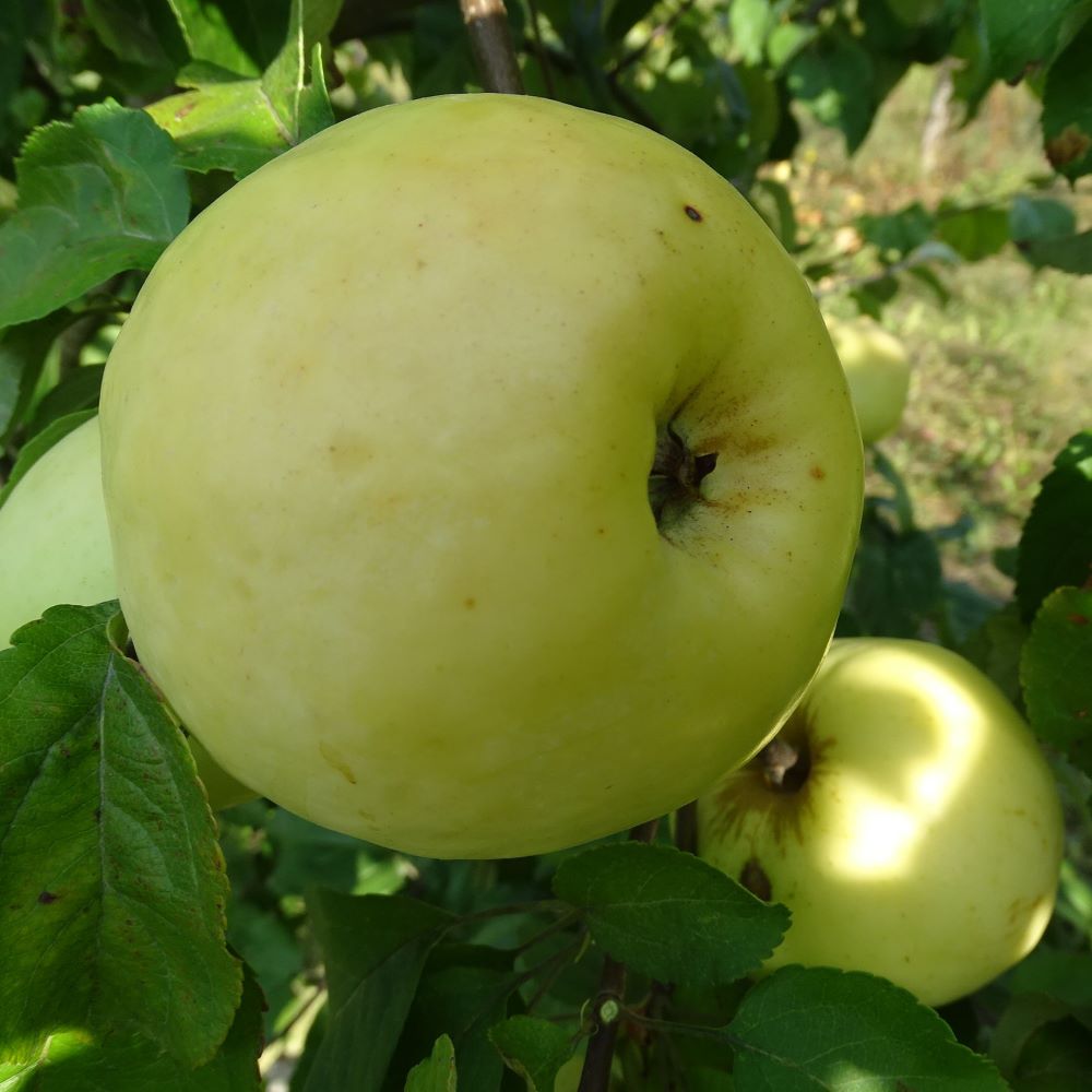 Ābele Antonovka stādi rudens augļi dzelteni