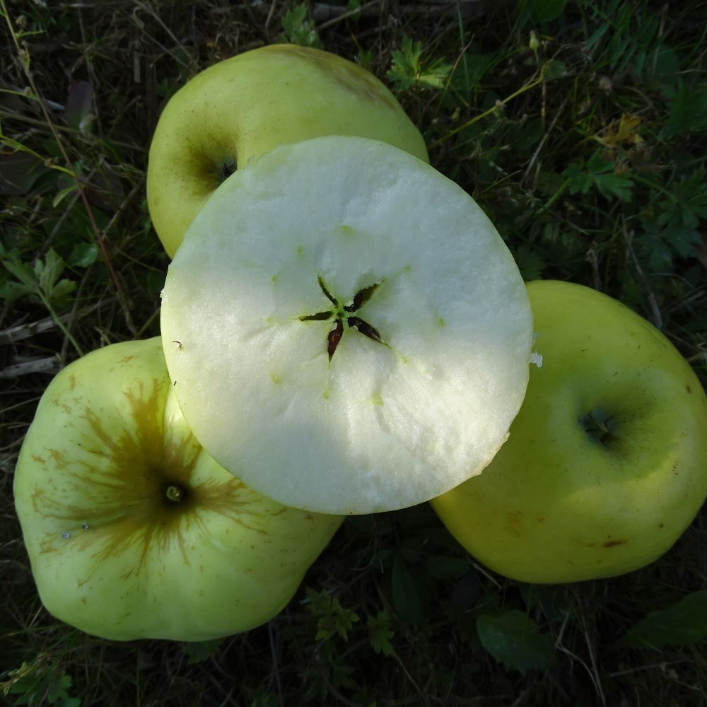 Ābele Antonovka stādi rudens augļi dzelteni