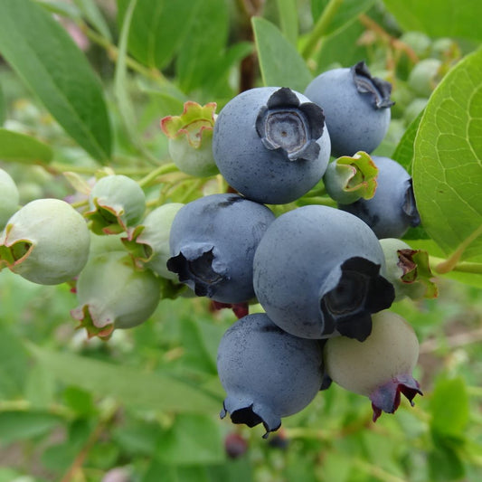 Krūmmellene Bluejay stādi