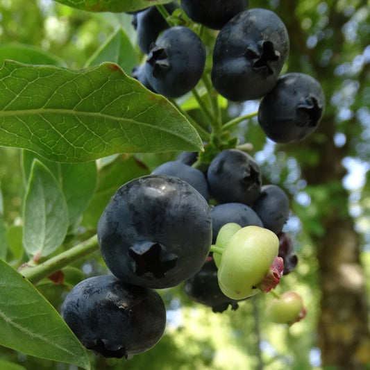 Krūmmellene Northblue stāds