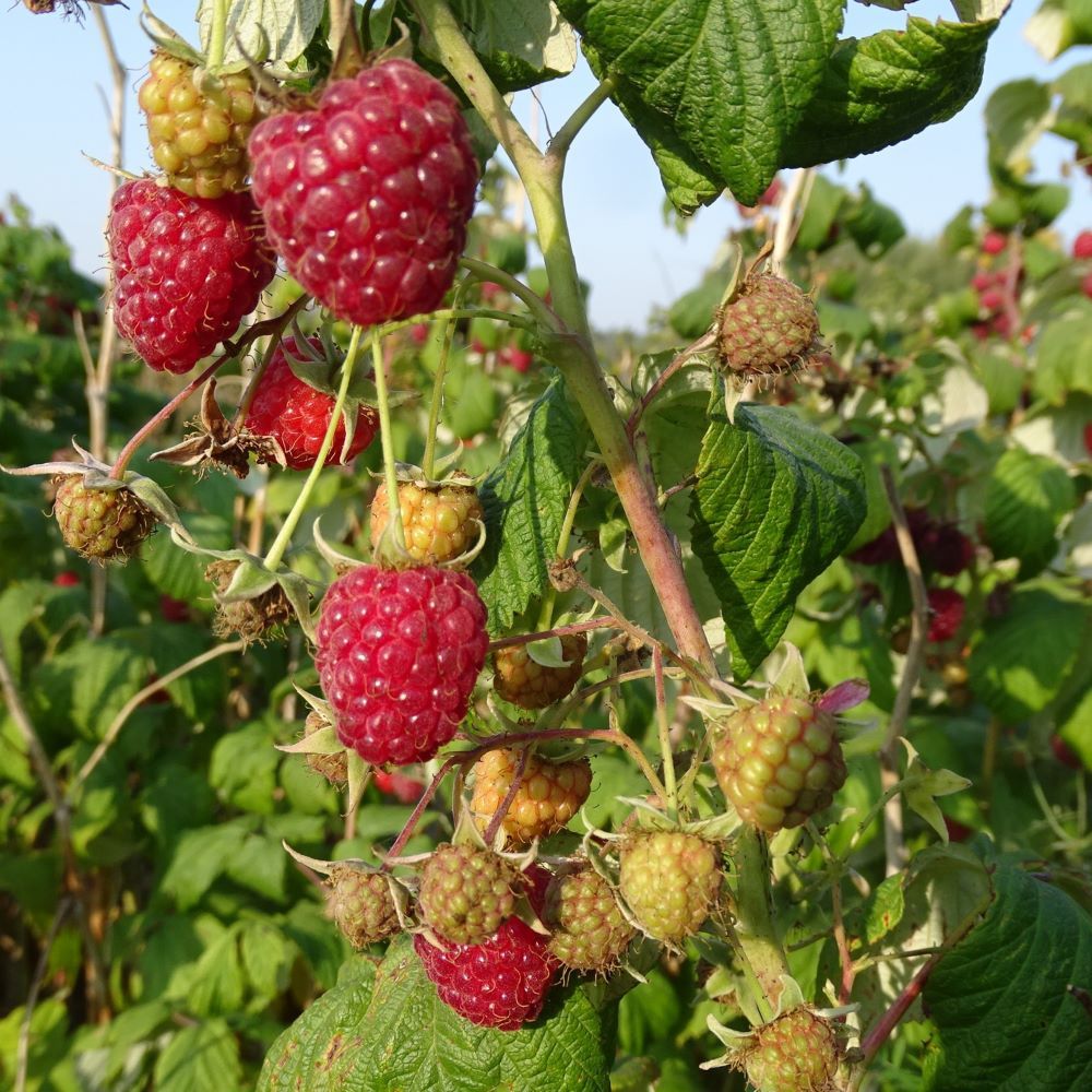 Rudens avene Polana stāds