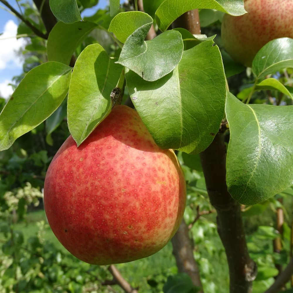 Bumbiere Vilma stāds