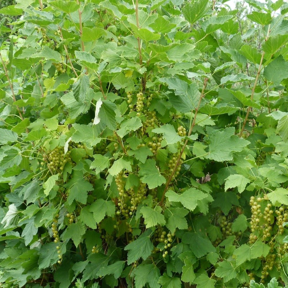 Balta jāņoga Bajana stādi 